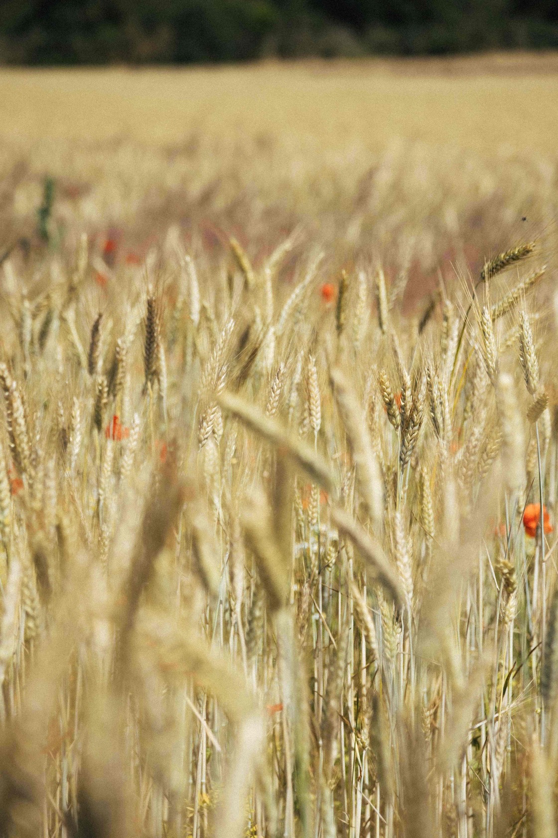 lucie-sassiat-belle-de-cercy