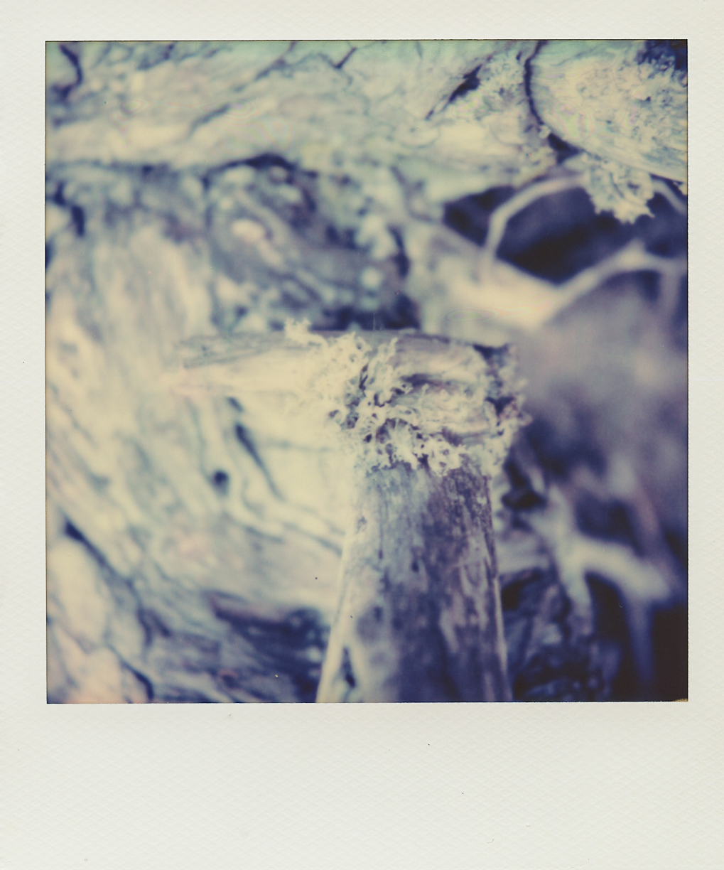 lucie-sassiat-belle-de-cercy